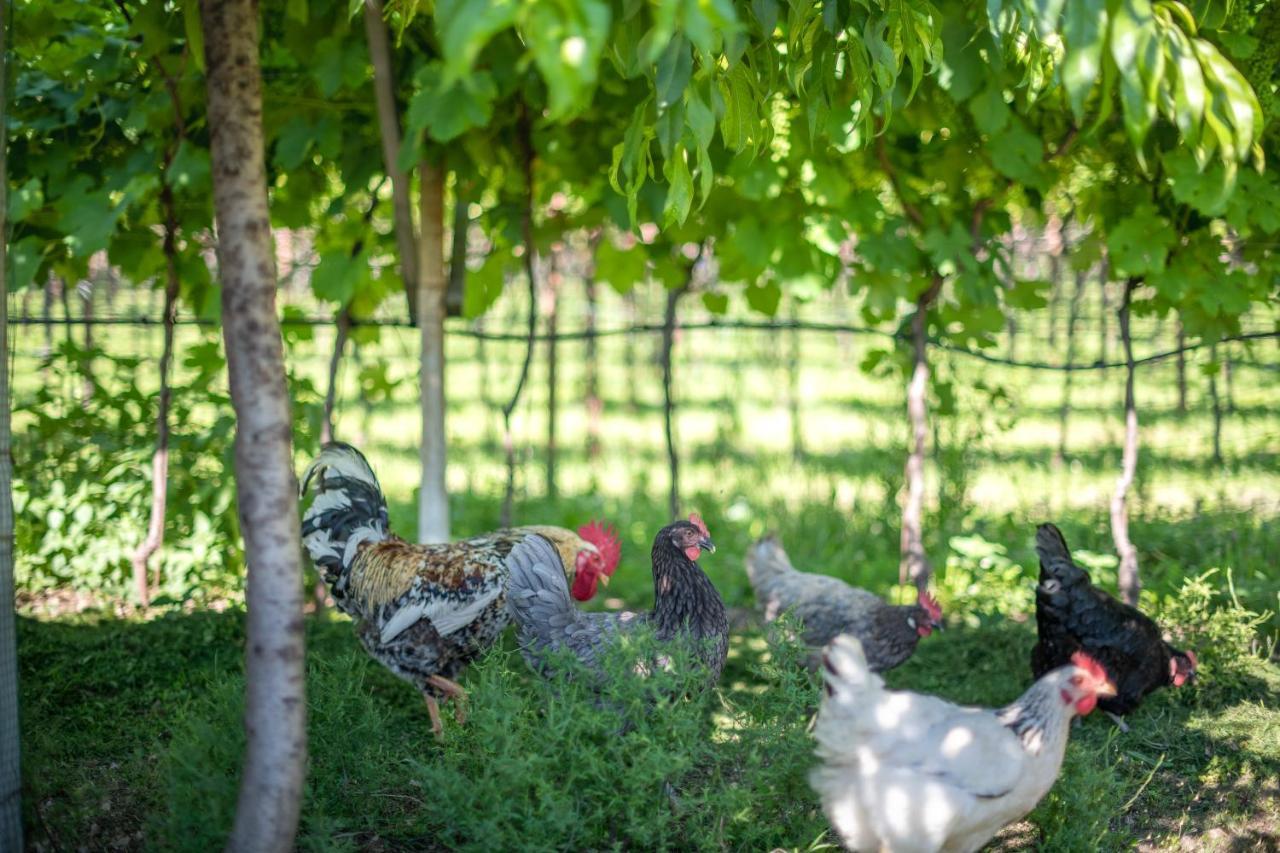 Bed and Breakfast Roesslhof Caldaro sulla Strada del Vino Exterior foto